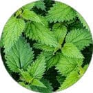 Stinging Nettle ingredient Stinging Nettle ingredient