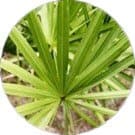 Saw Palmento ingredient Saw Palmento ingredient