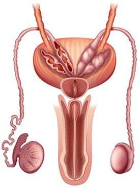 Prostate Prostate