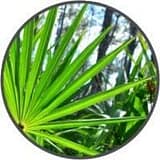 Saw Palmetto Berry Saw Palmetto Berry